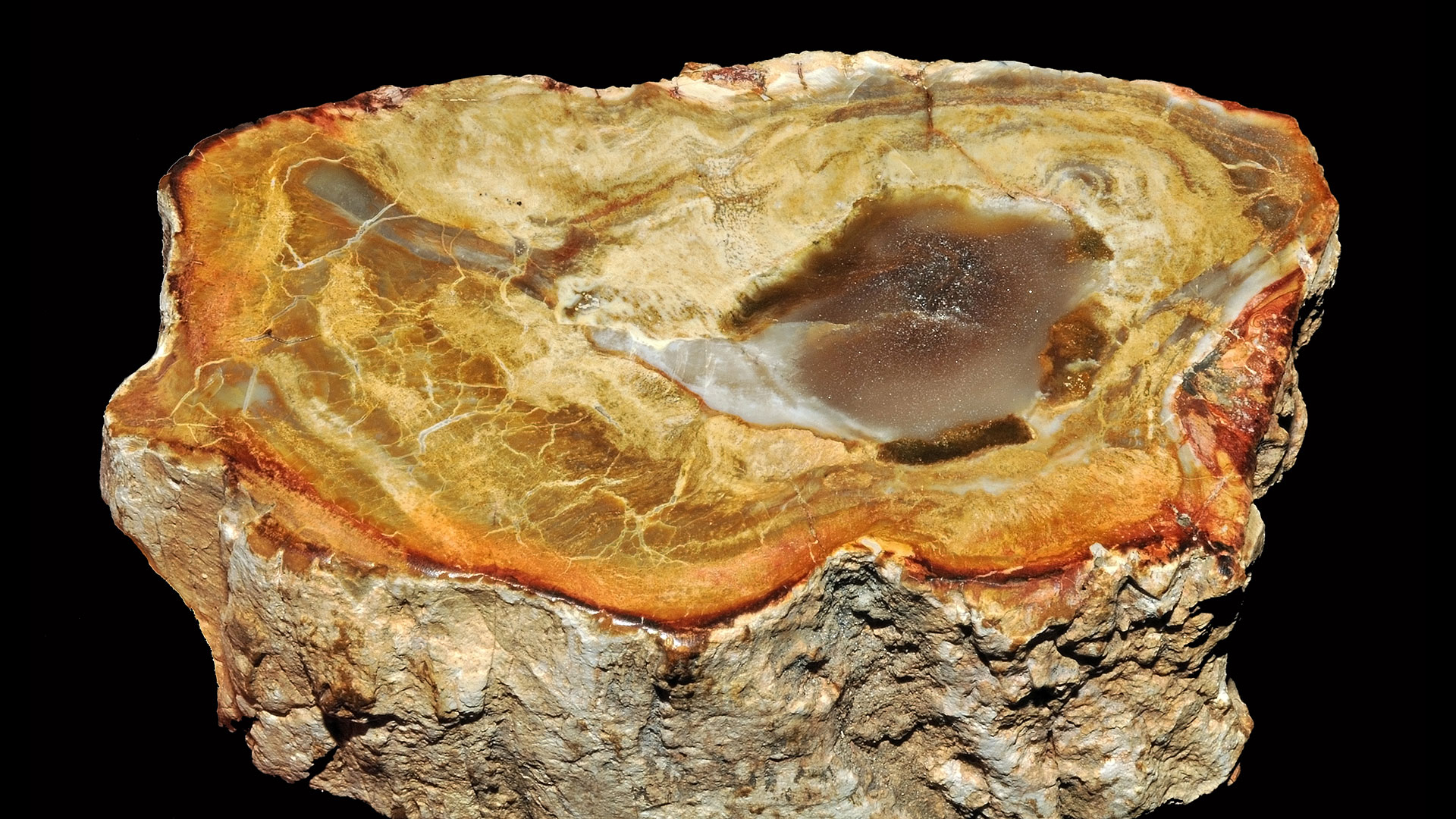 petrified-wood-properties-and-meaning-photos-crystal-information