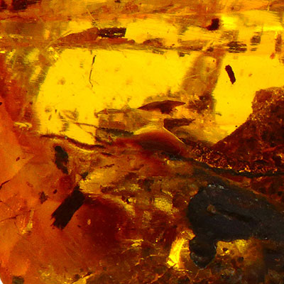 Amber Properties and Meaning Example Photo 1