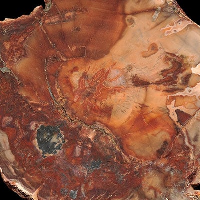 Petrified Wood Properties and Meaning + Photos | Crystal Information