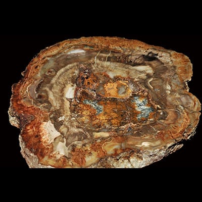 Petrified Wood Properties and Meaning Example Photo 3