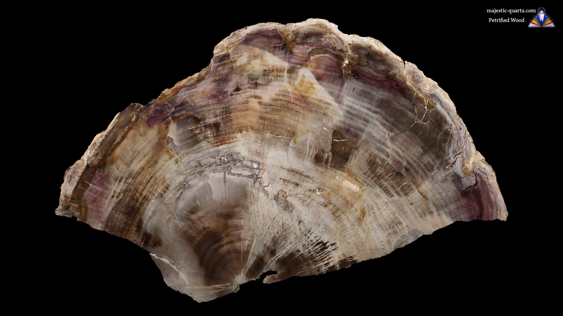 petrified-wood-properties-and-meaning-photos-crystal-information